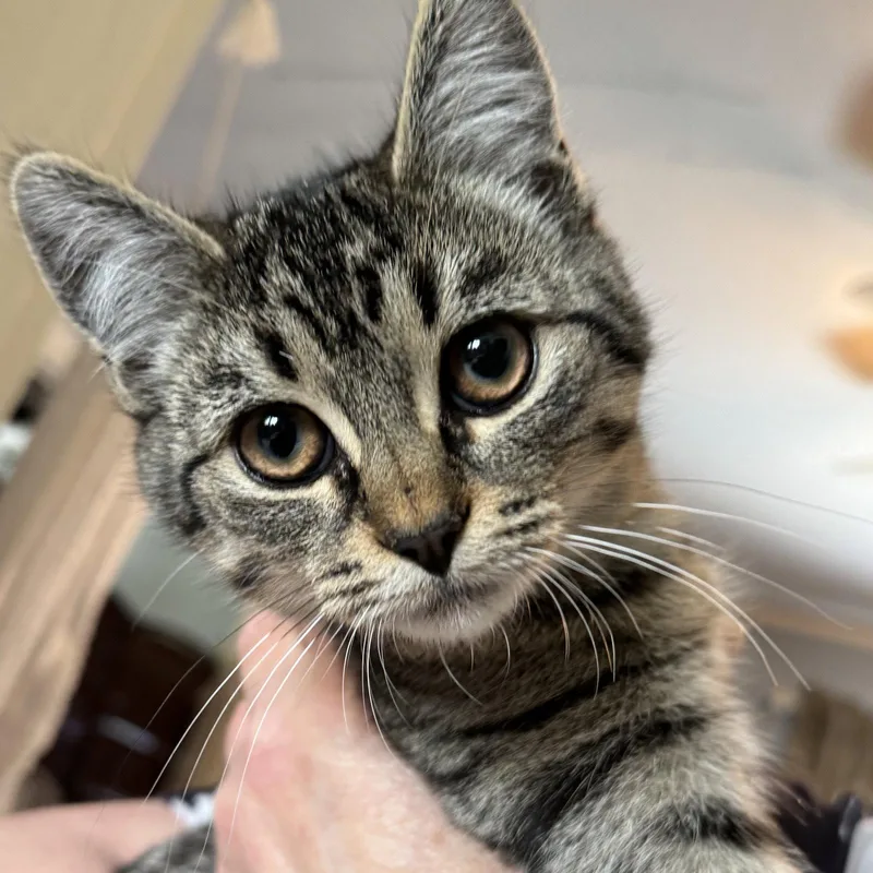 A baby medium-sized female Domestic Short Hair cat named Nugget for adoption in Winchendon, MA