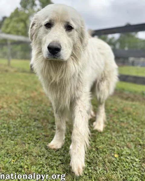 A young large-sized male White / Cream Great Pyrenees dog named Levi In Ga for adoption in Beacon, NY