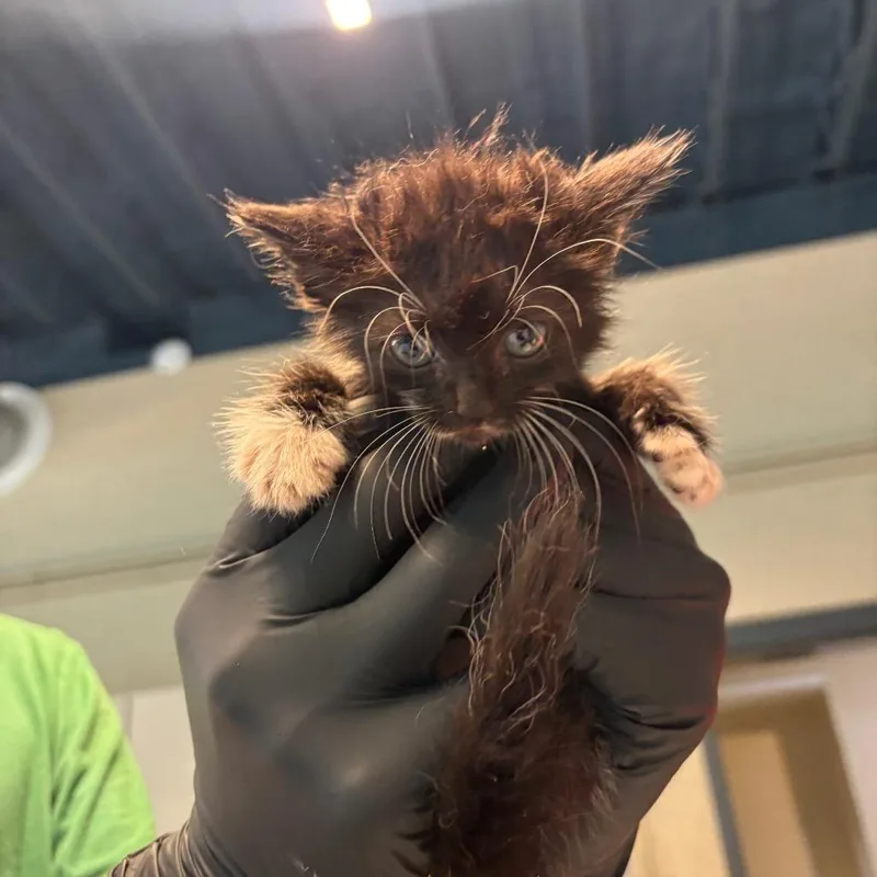 A baby small-sized female Black Domestic Short Hair cat named Janice for adoption in Huntington, WV