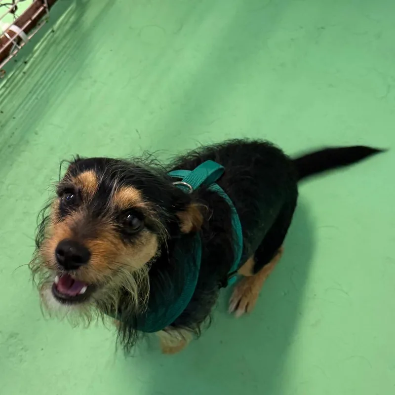 An adult small-sized male Black Yorkshire Terrier dog named Louie for adoption in Enterprise, AL