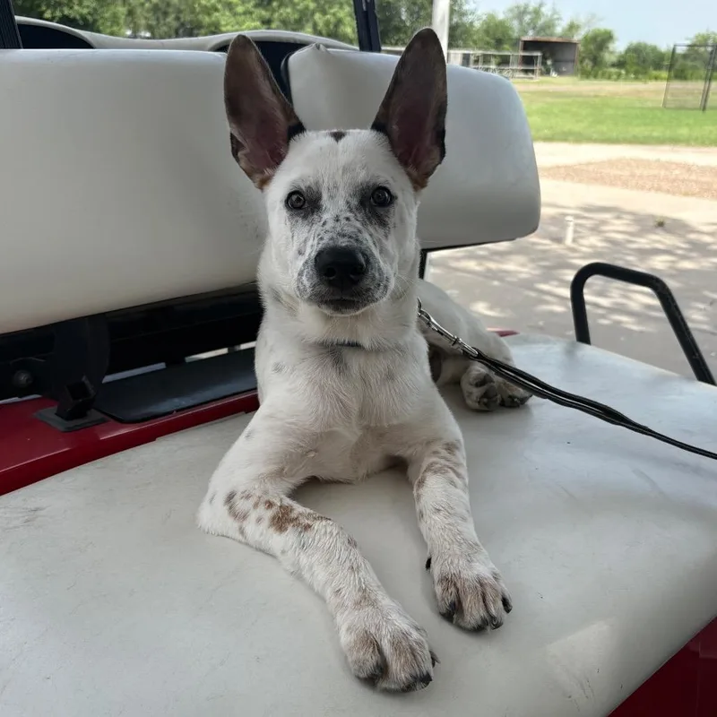 Max