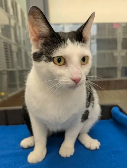An adult medium-sized female Domestic Short Hair cat named Erma for adoption in Mason, MI