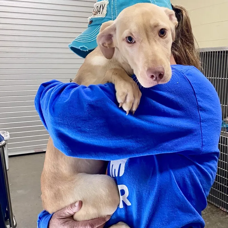 A young small-sized female Yellow / Tan / Blond / Fawn Mixed Breed dog named Butterscotch for adoption in Hamilton, GA