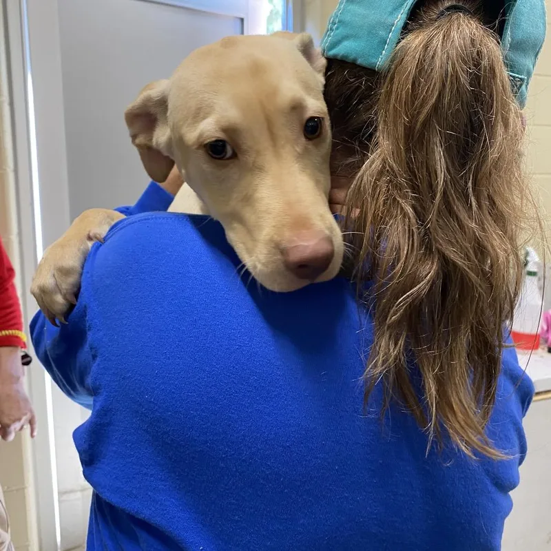 Butterscotch thumbnail 2