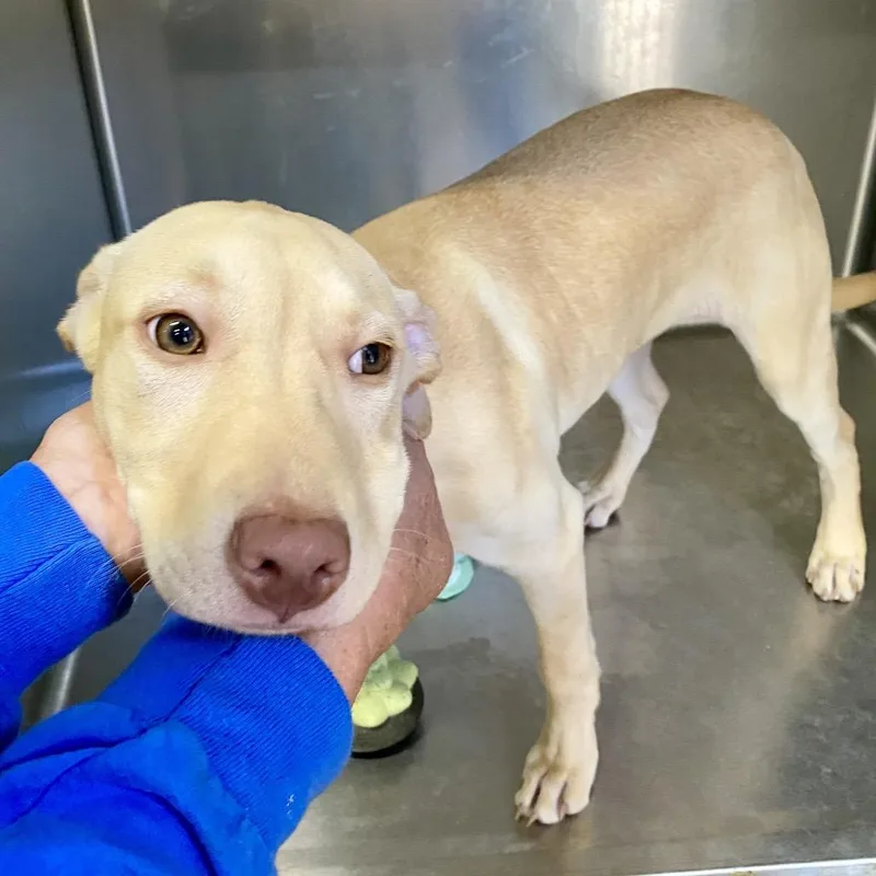 Butterscotch thumbnail 4