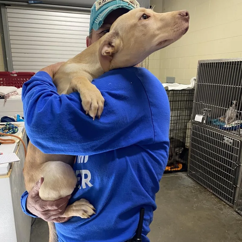 Butterscotch thumbnail 6