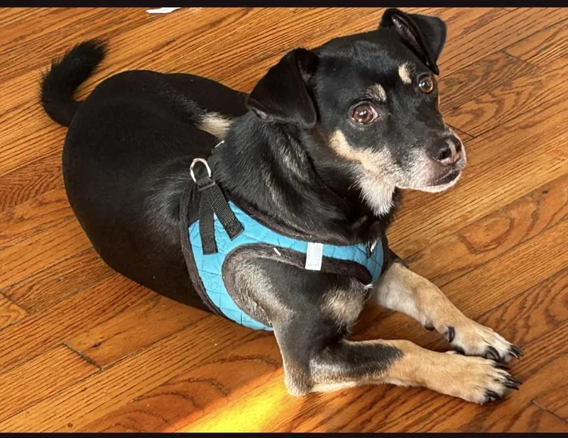 A young small-sized male Dachshund dog named George for adoption in Jacksonville, FL