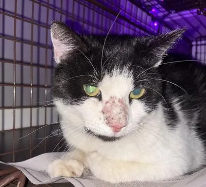 An adult medium-sized female Domestic Short Hair cat named Diamond for adoption in West Chester, PA