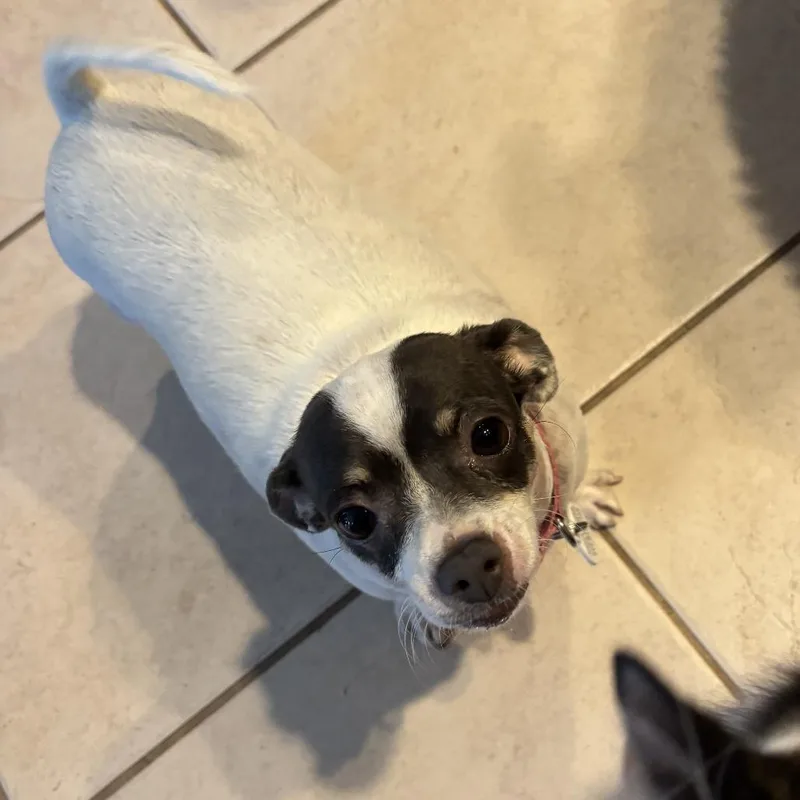 An adult small-sized female White / Cream Chihuahua dog named Vanilla for adoption in Chandler, AZ