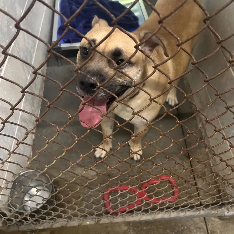 An adult large-sized male Yellow / Tan / Blond / Fawn Mixed Breed dog named Bear for adoption in Summerville, SC