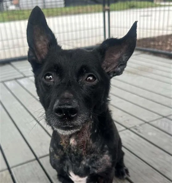 A young small-sized male Dachshund dog named Optimus for adoption in Tustin, CA