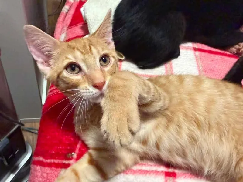 A baby medium-sized male Tabby (Orange / Red) Domestic Short Hair cat named Charlie for adoption in Breinigsville, PA