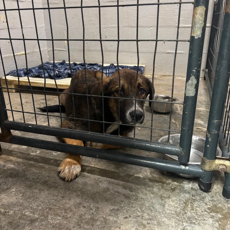 A young large-sized male Brown / Chocolate Shepherd dog named Meliodas for adoption in Clanton, AL