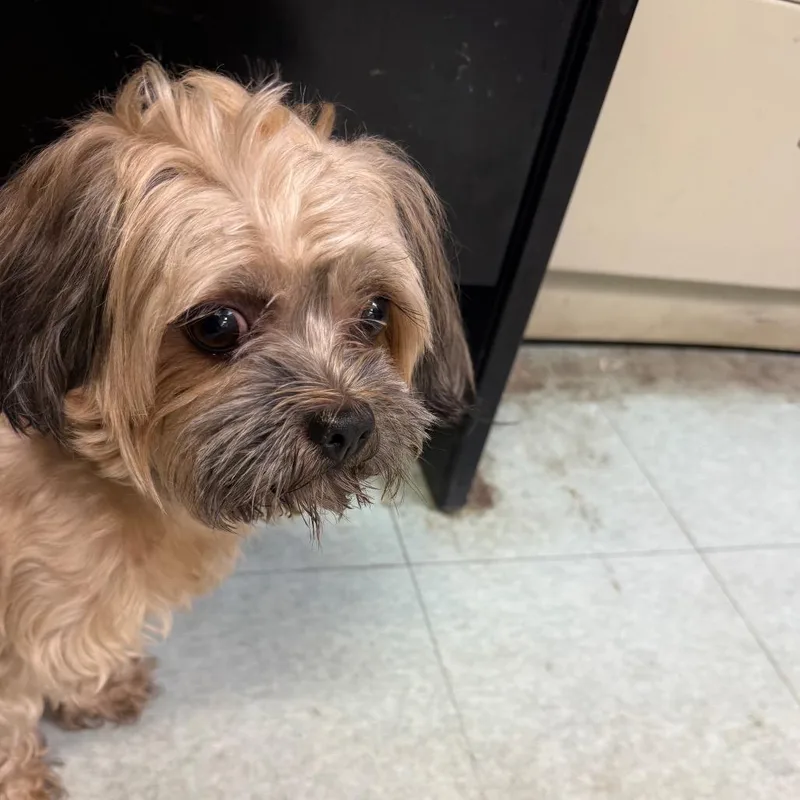 A young small-sized male Yellow / Tan / Blond / Fawn Shih Tzu dog named Dublin for adoption in Philadelphia, PA