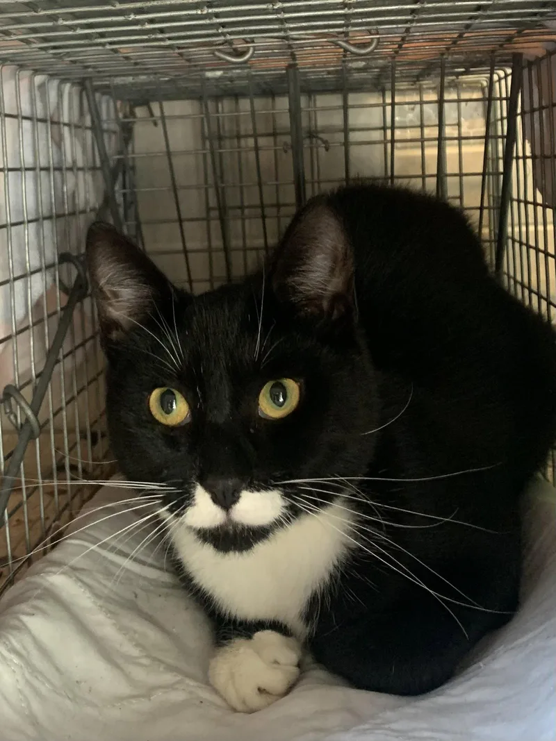 An adult medium-sized male Black & White / Tuxedo Domestic Short Hair cat named Obsidian for adoption in Fishkill, NY