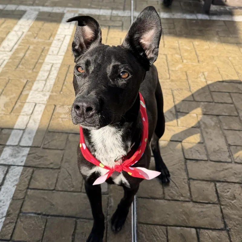 A young medium-sized male Cattle Dog dog named Klose for adoption in Los Angeles, CA