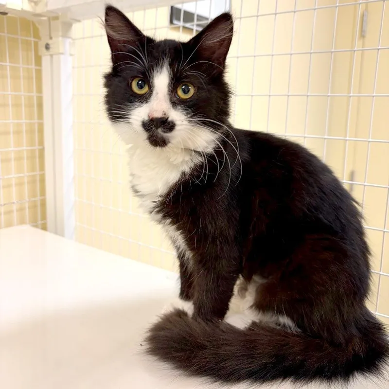 A baby small-sized female Domestic Long Hair cat named Iron for adoption in Woodinville, WA