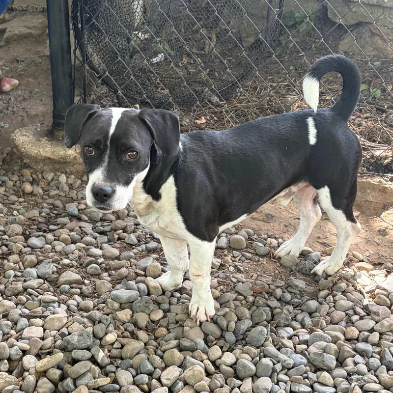 An adult small-sized male Black Mixed Breed dog named Bo for adoption in Rockville, MD