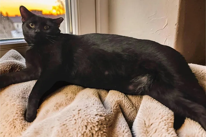An adult medium-sized male Domestic Short Hair cat named Murphy for adoption in Champaign, IL
