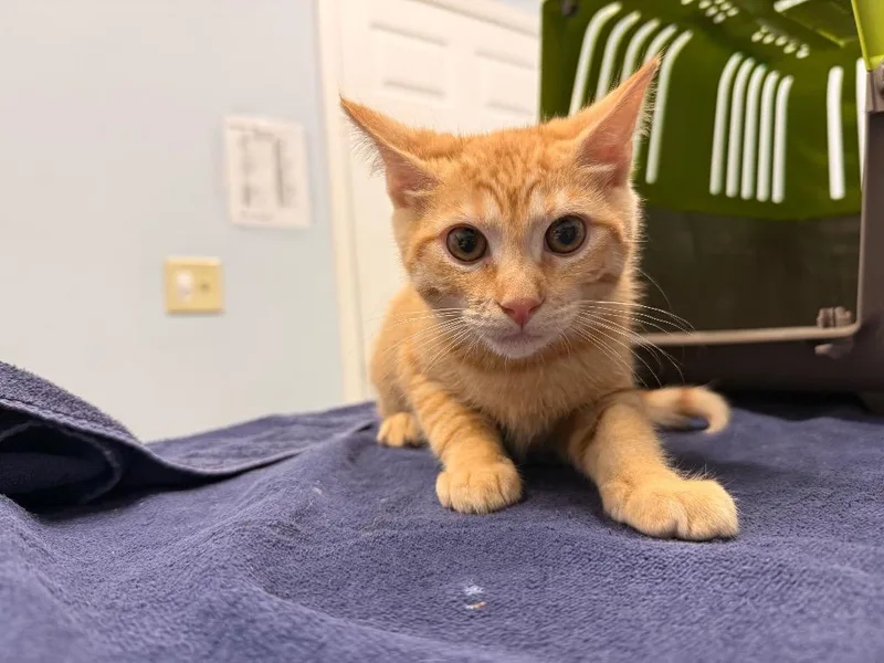 A baby medium-sized male Domestic Short Hair cat named Fred Rick for adoption in Raleigh, NC