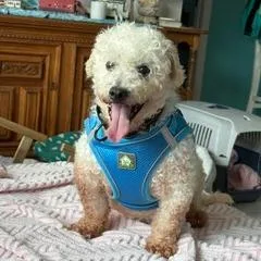A senior small-sized male White / Cream Bichon Frise dog named Herbie for adoption in Naples, FL
