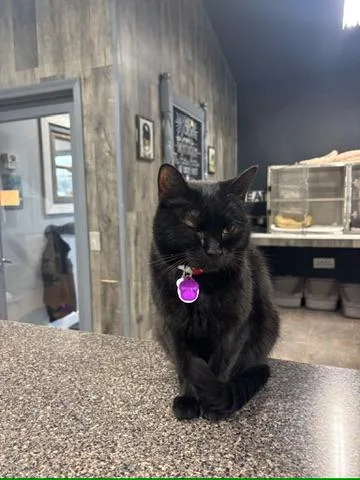 Morrigan thumbnail 3