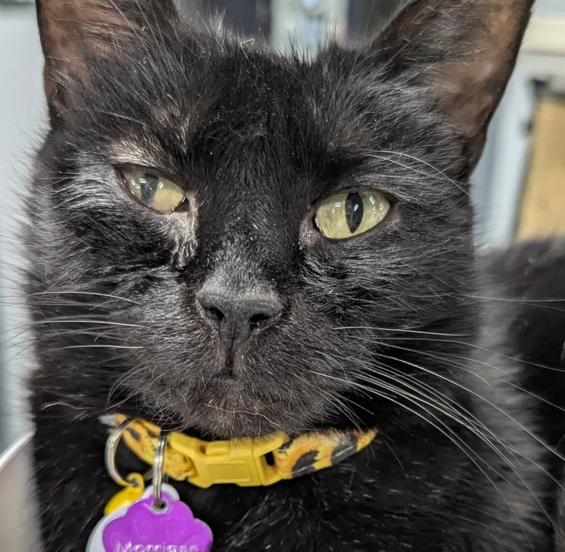 Morrigan thumbnail 4