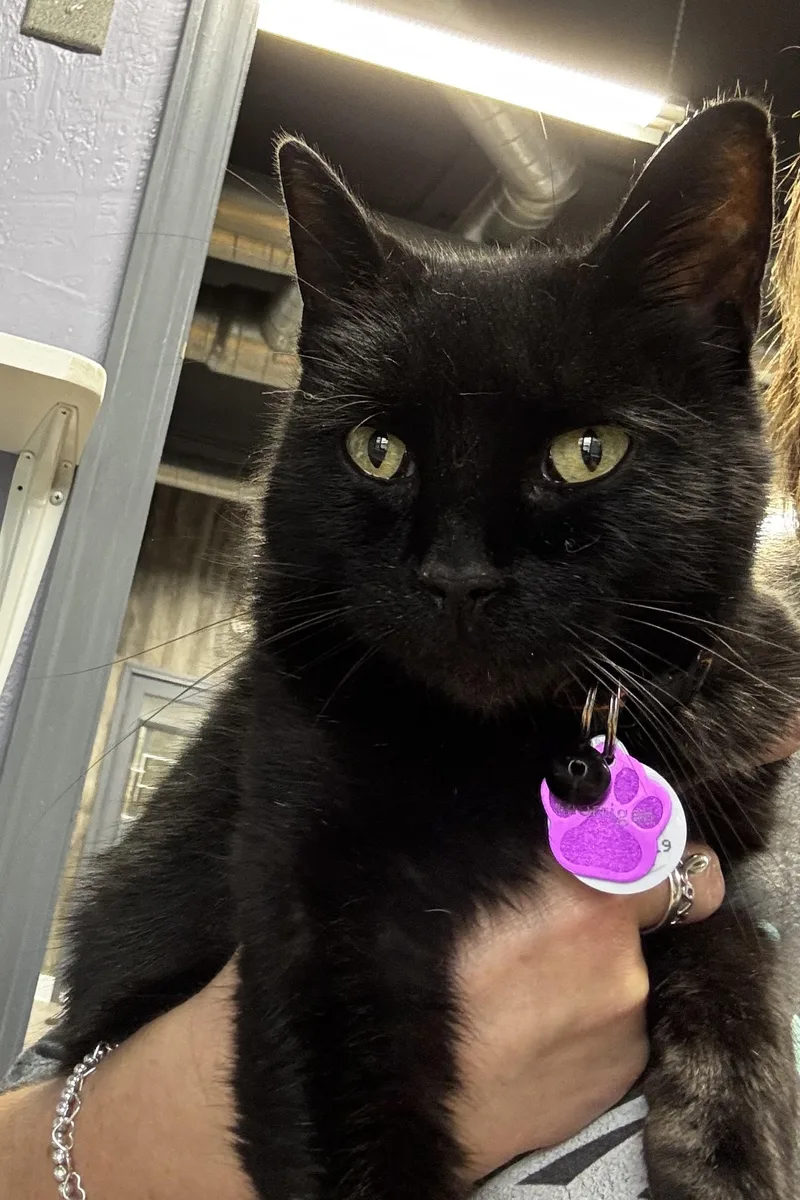 Morrigan thumbnail 5