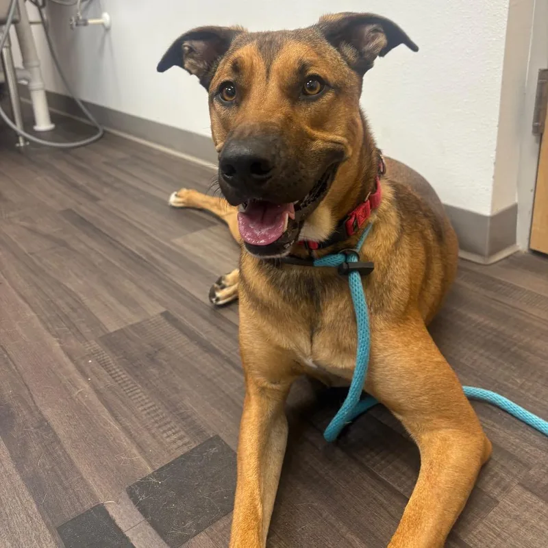 An adult large-sized male Brown / Chocolate Mixed Breed dog named Danny for adoption in Sarasota, FL