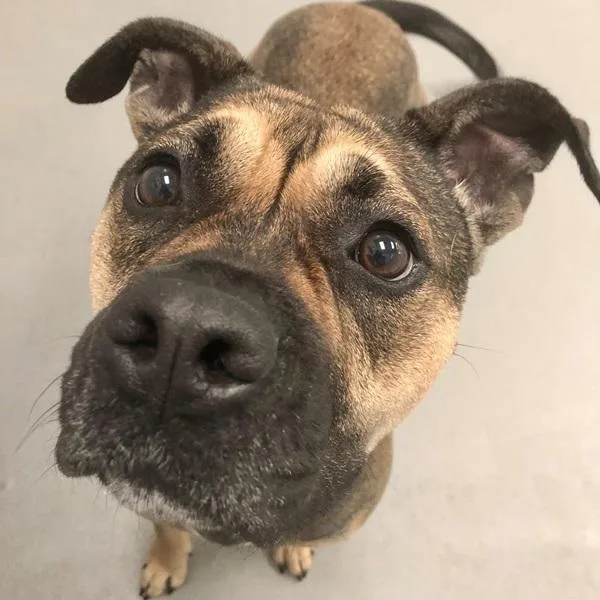 An adult large-sized female American Staffordshire Terrier dog named Coco for adoption in Des Moines, IA