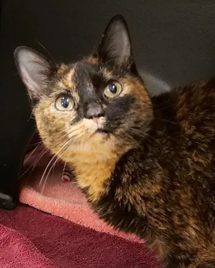 An adult medium-sized female Domestic Short Hair cat named Samoa for adoption in Fishers, IN