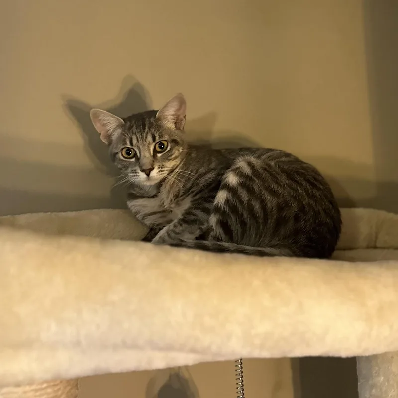 A baby medium-sized female Tabby (Gray / Blue / Silver) Domestic Short Hair cat named Mouse for adoption in Seneca, SC