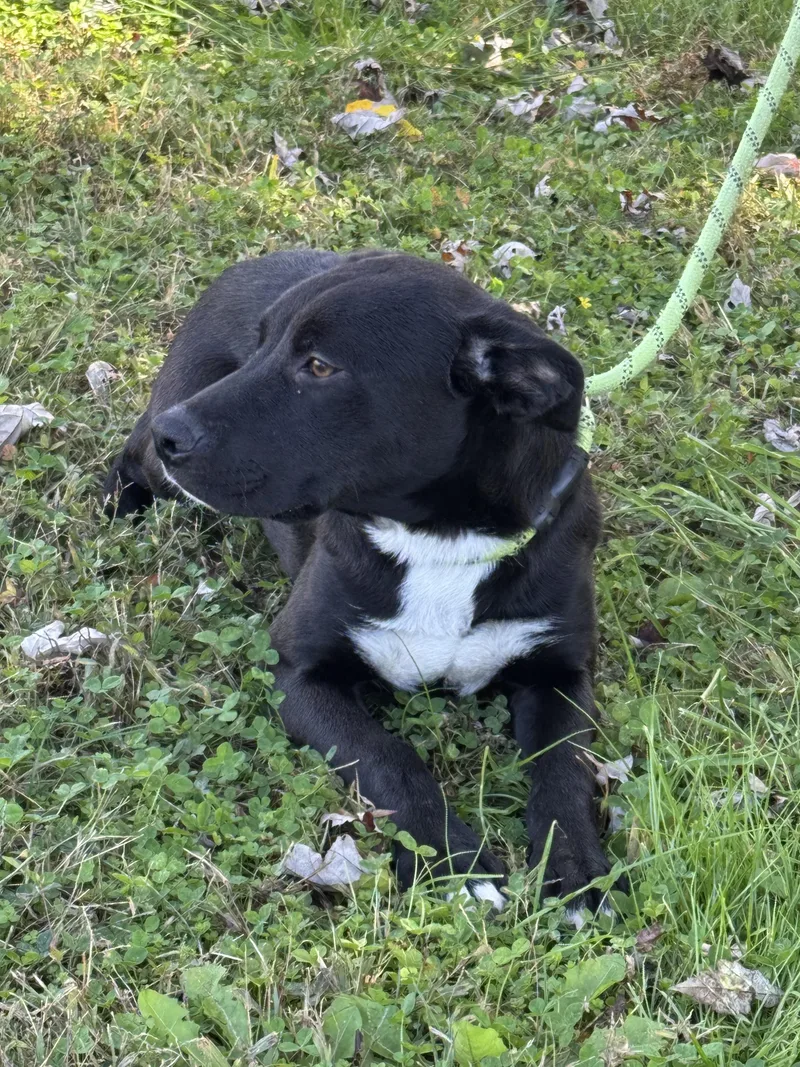 A young large-sized female Black Labrador Retriever dog named Neveah for adoption in Maynardville, TN