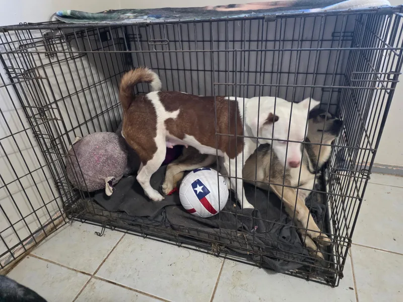 ​michi The Mushy Snuggler thumbnail 2