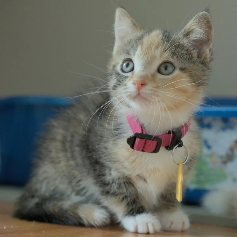 A baby small-sized female Calico Domestic Short Hair cat named Clover for adoption in Springfield, MA