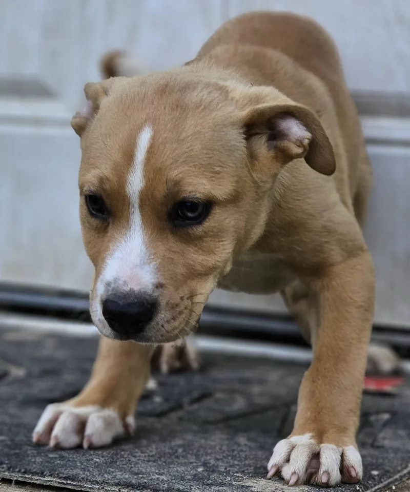 A baby medium-sized female Apricot / Beige German Shepherd Dog dog named Wisteria for adoption in Fort Payne, AL
