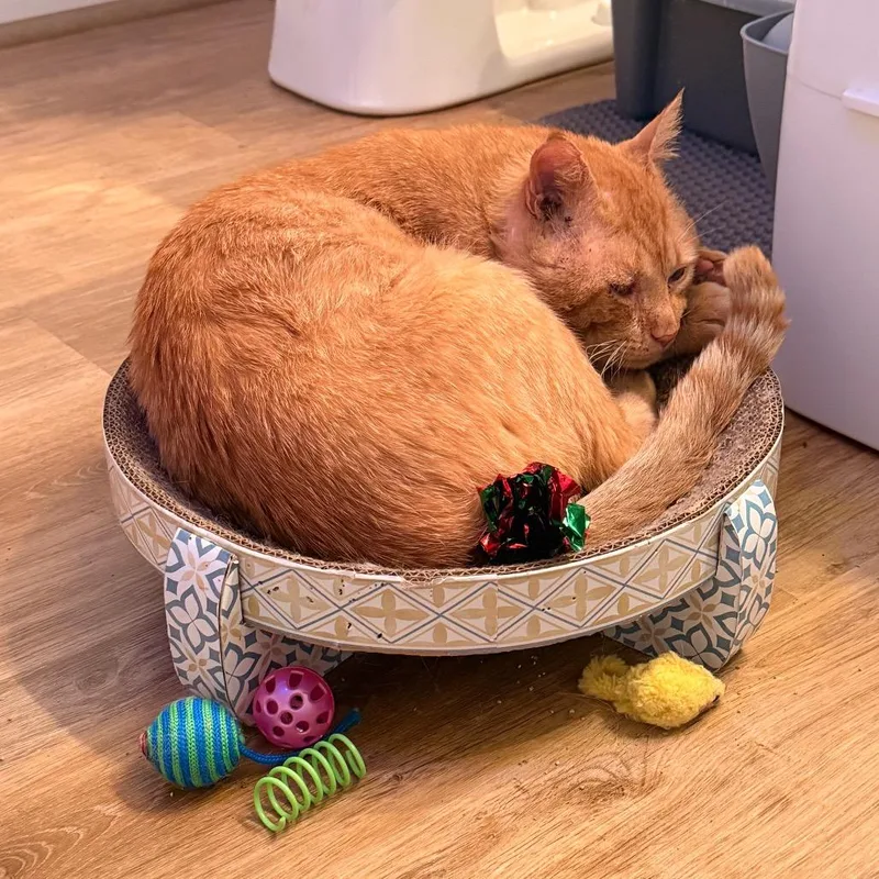 An adult large-sized male Orange / Red Domestic Short Hair cat named Chester for adoption in Harrisonburg, VA