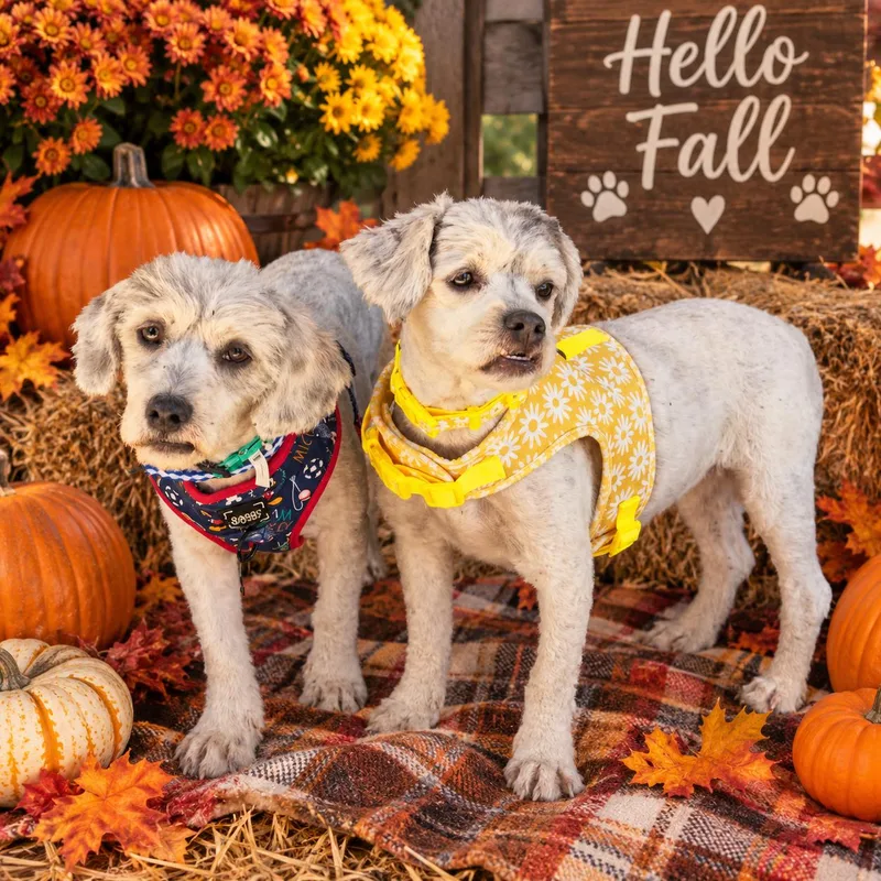 An adult small-sized female White / Cream Miniature Poodle dog named Bonnie and Oliver for adoption in Canyon, TX