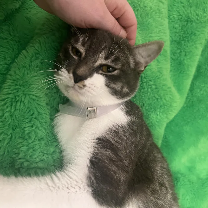 A baby medium-sized male Tabby (Gray / Blue / Silver) Domestic Short Hair cat named Melvin for adoption in Liverpool, TX