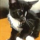 A baby small-sized male Black Domestic Short Hair cat named Parker for adoption in Marietta, GA