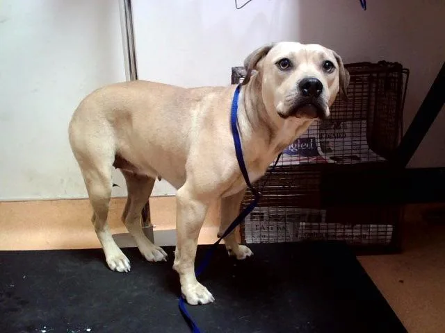 An adult large-sized female Pit Bull Terrier dog named Shirley for adoption in Martinez, CA