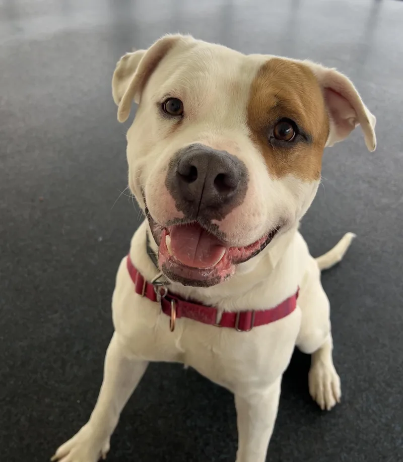 A young large-sized male White / Cream Mixed Breed dog named Captain Patch Sparrow for adoption in Ithaca, NY