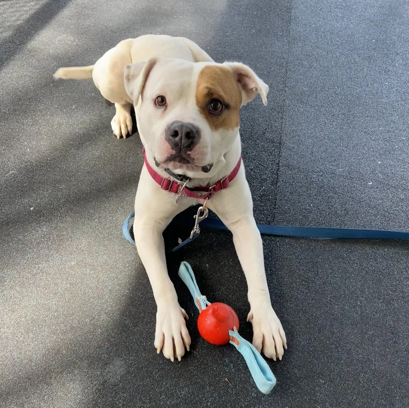 Captain Patch Sparrow thumbnail 2