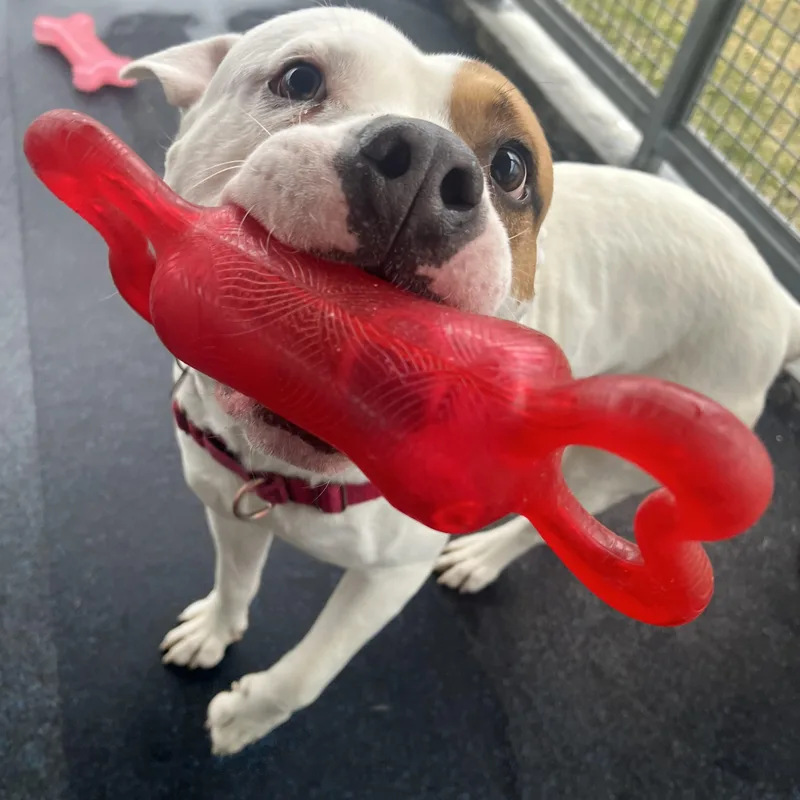 Captain Patch Sparrow thumbnail 3