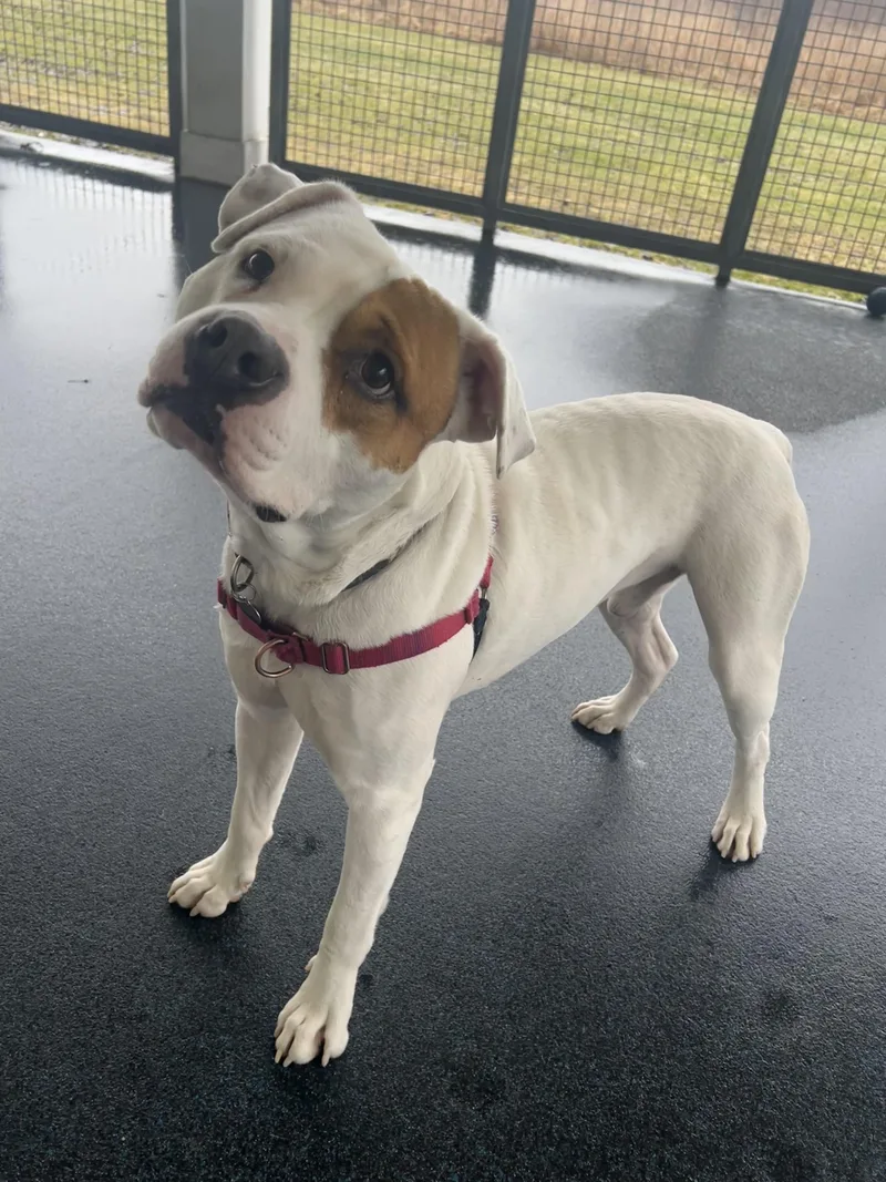 Captain Patch Sparrow thumbnail 4