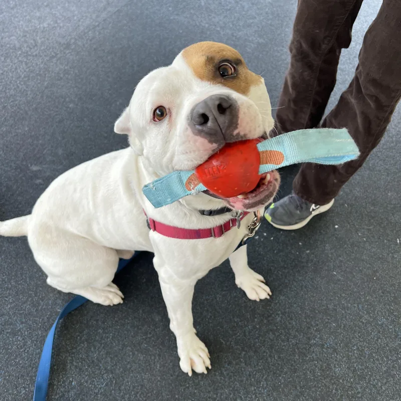 Captain Patch Sparrow thumbnail 5