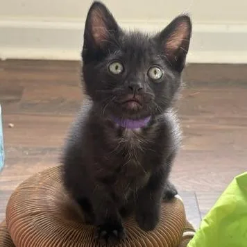 A baby small-sized female Black Domestic Short Hair cat named Wisteria for adoption in Chattanooga, TN
