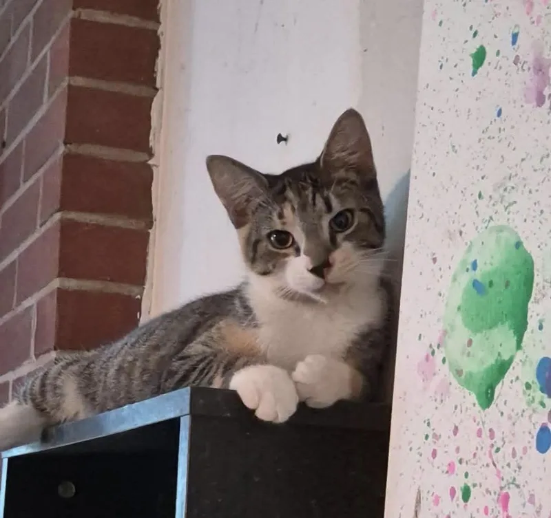 A young medium-sized female Gray & White Domestic Short Hair cat named Houdini for adoption in Clarksville, VA