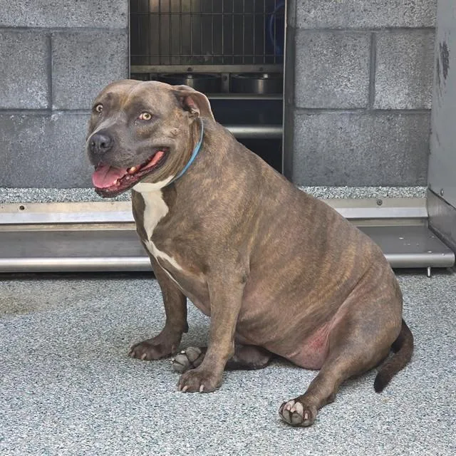 An adult small-sized female Pit Bull Terrier dog named Sparkles for adoption in Long Beach, CA