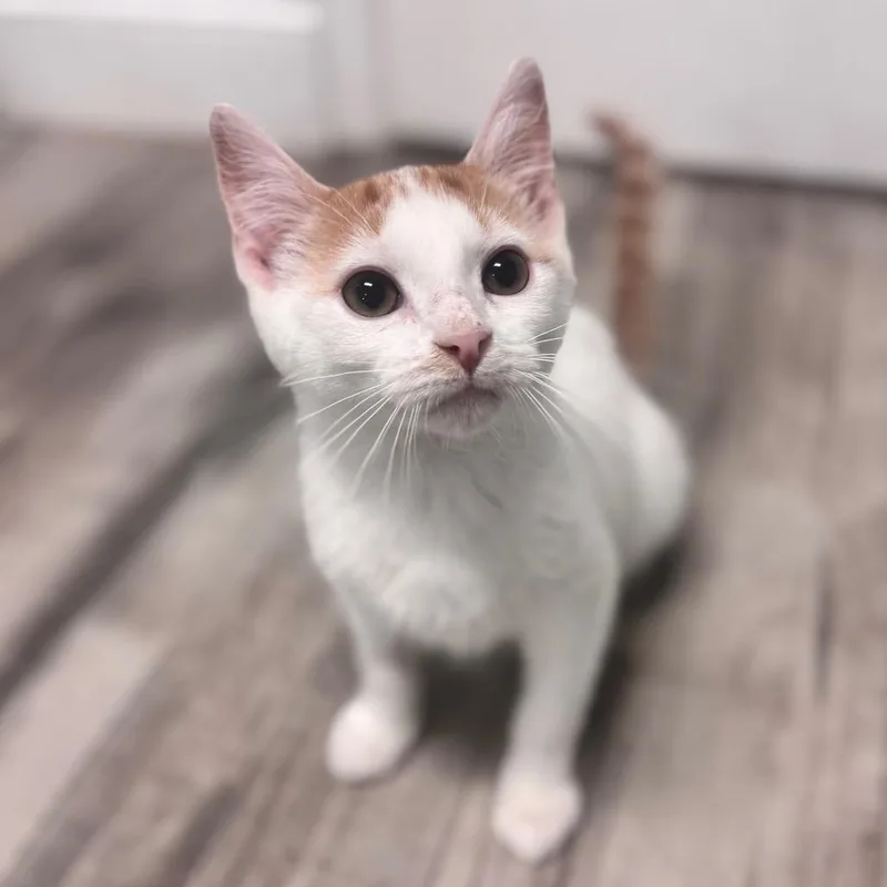 A baby small-sized male White Domestic Short Hair cat named Gregory for adoption in Brownsboro, AL